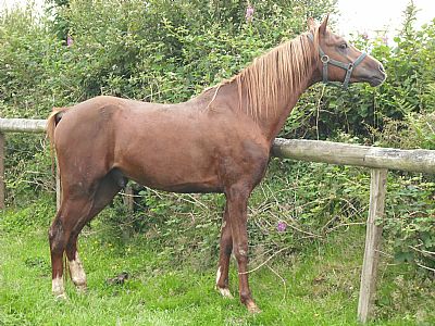 crystal romance......resident stallion.